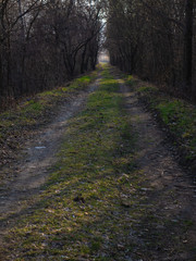 Spring park, tree alley and road with green grass