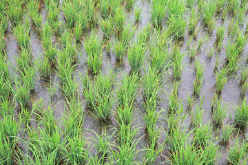 Beautiful paddy field in rainy season.