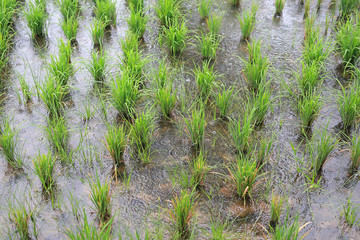 Young paddy rice in field during rain.