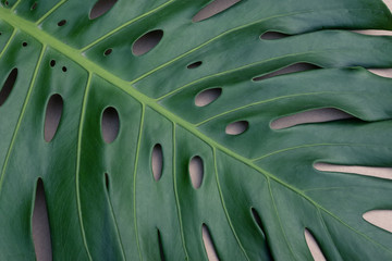 Fototapeta na wymiar Single fresh green monstera leaf texture, natural pattern background concept