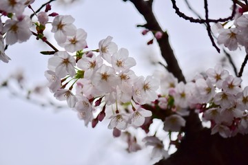 大阪の桜の花