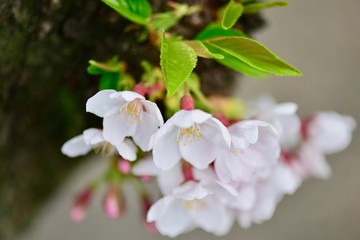 大阪の桜の花