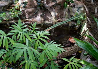 green, leaves, browns, plant