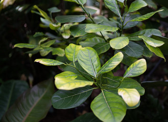 green, leaves, browns, plant