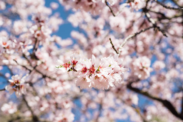 Close up of flowering almond tree