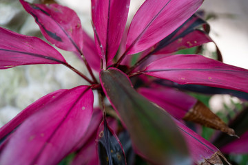 flower, pink, green, grey, yellow, white