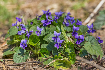 Wild Violet Viola Hirta. Flowering violet (Viola hirta)