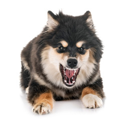 Obraz premium Finnish Lapphund in studio