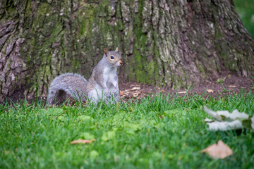 Squirrel in the grass