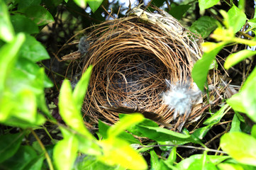 nest without birds