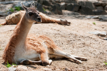 animals