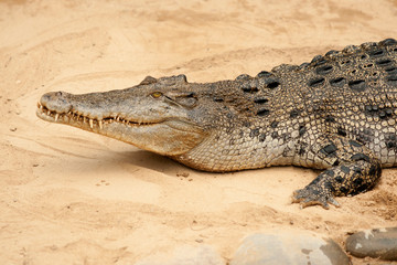 animals