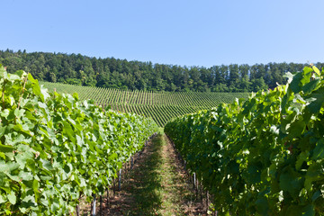 Weinreben in Baden-Württemberg