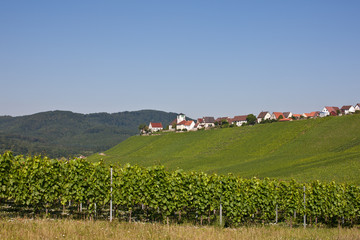 Weinreben in Baden-W&uuml;rttemberg