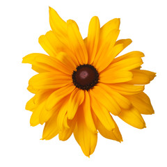 Yellow terry flower rudbeckia isolated on white background.
