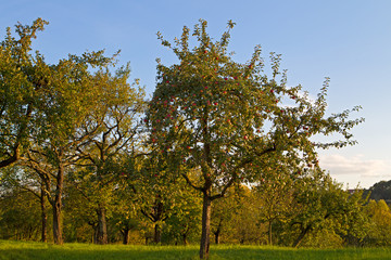 Streuobstwiesen in Baden-Würrttemberg
