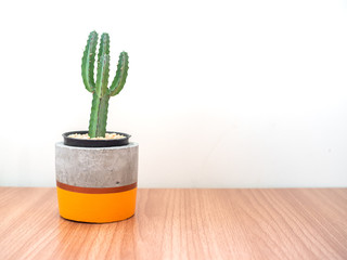 Colorful modern concrete planter with cactus plants. Painted concrete pot for home decoration