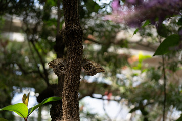 Butterfly, green, trees, leaves, monarch, flowers
