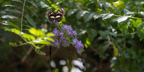 Butterfly, green, trees, leaves, monarch, flowers