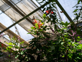 butterfly, trees, green, leaves, window, glass, sky
