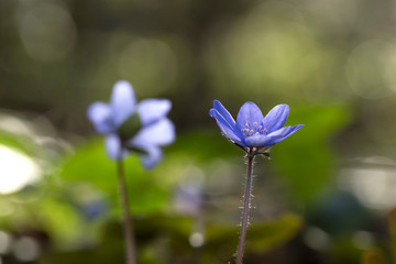 Fototapeta na wymiar Liverwort (Hepatica nobilis) flowers on a forest floor on sunny afternoon. Spring blue flowers (Hepatica nobilis) in the forest. Blue flowers of Hepatica Nobilis close-up.