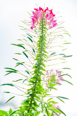 Cleome spinose in early summer