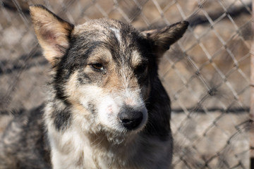 Straßenhunde in Rumänien
