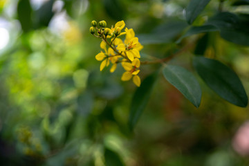 Flower, trees, green, leaves, yellow