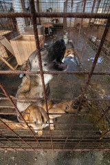 Straßenhunde in Rumänien