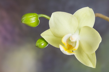 Yellow beautiful flower Phalaenopsis orchids and buds on gray background