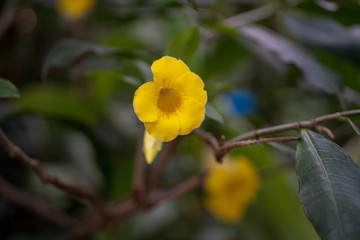 Flower, trees, green, leaves, yellow