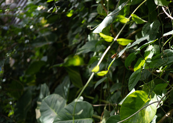 Obraz premium Butterfly, trees, leaves, green, brown