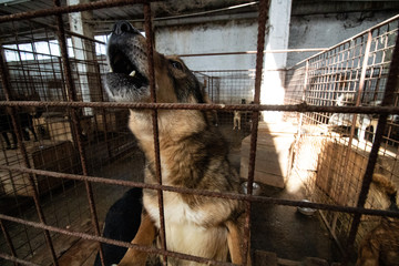 Straßenhunde in Rumänien