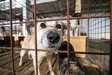 Straßenhunde in Rumänien