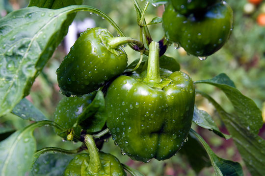 Homegrown Green Peppers
