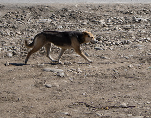 Straßenhunde in Rumänien