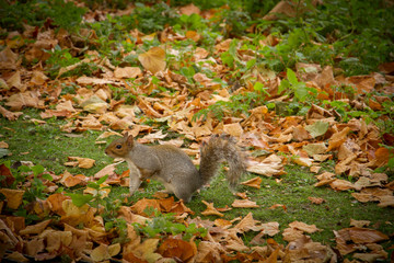 Eichhörnchen im Park