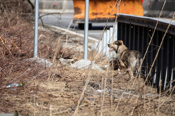 Straßenhunde in Rumänien