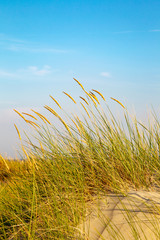 Fototapeta premium Beach grass growing in the dunes on the East Frisian Island Juist in the North Sea, Germany.