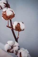 Sprig of cotton on blue background