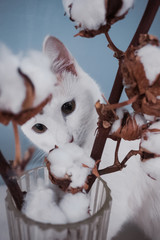 Cute cat sniffs a sprig of cotton. Fluffy pet. White cat
