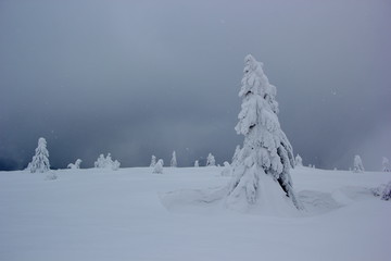 snowy tree creatures and cloudy sky