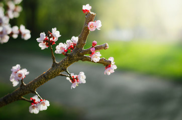 Spring season early cherry tree blossoms closeup in the morning light.