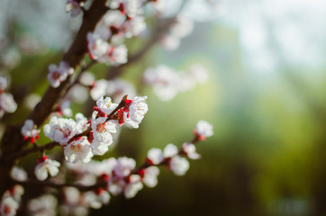 Beautiful early spring blooms, blossoms and flowers background with copy space