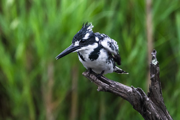 Amazon Kingfisher (Chloroceryle amazona) - female, Cano Negro, Costa Rica
