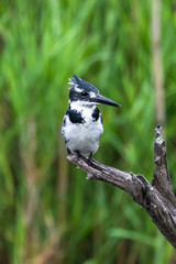 Amazon Kingfisher (Chloroceryle amazona) - female, Cano Negro, Costa Rica
