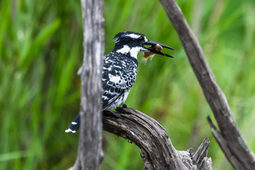 Amazon Kingfisher (Chloroceryle amazona) - female, Cano Negro, Costa Rica