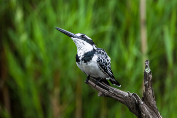 Obraz premium Amazon Kingfisher (Chloroceryle amazona) - female, Cano Negro, Costa Rica