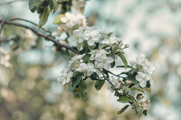 the blossoming apple-tree branch