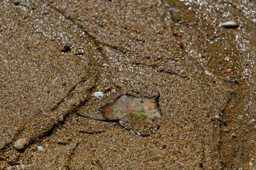 A leaf is embedded in the sand